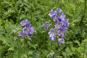 polemonium coeruleum (7) (1200 x 800)